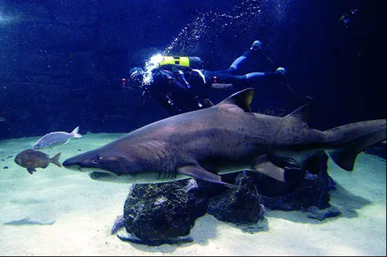 aquarium-finisterrae