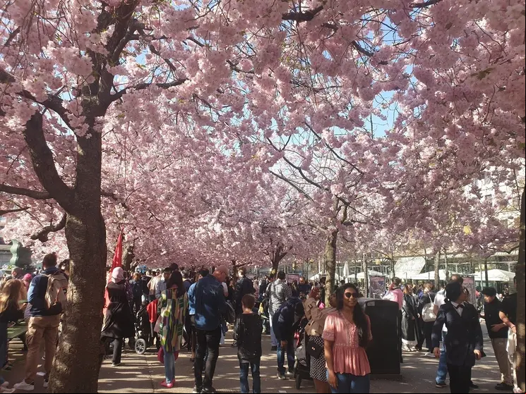 Sakura-2