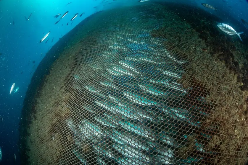 10/6/2024. Roquetas de Mar, Almería, Andalucía, España.

Greenpeace visita las piscifactorías de Roquetas de Mar en Almería para comprobar el impacto de las macrogranjas marinas en la biodiversidad de la zona y para pedir el fin de las prácticas destructivas y exigir la protección de los océanos.
©Greenpeace/Joan Costa