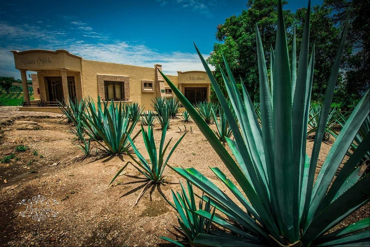 agave