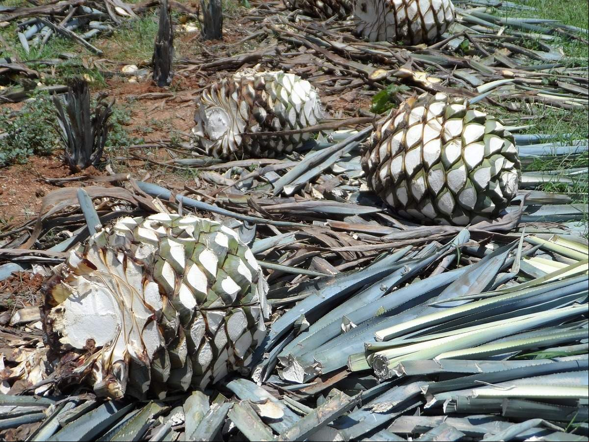agave-tequilana