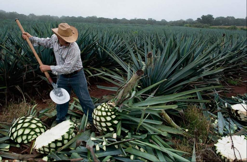 cultivo_agave_tequila