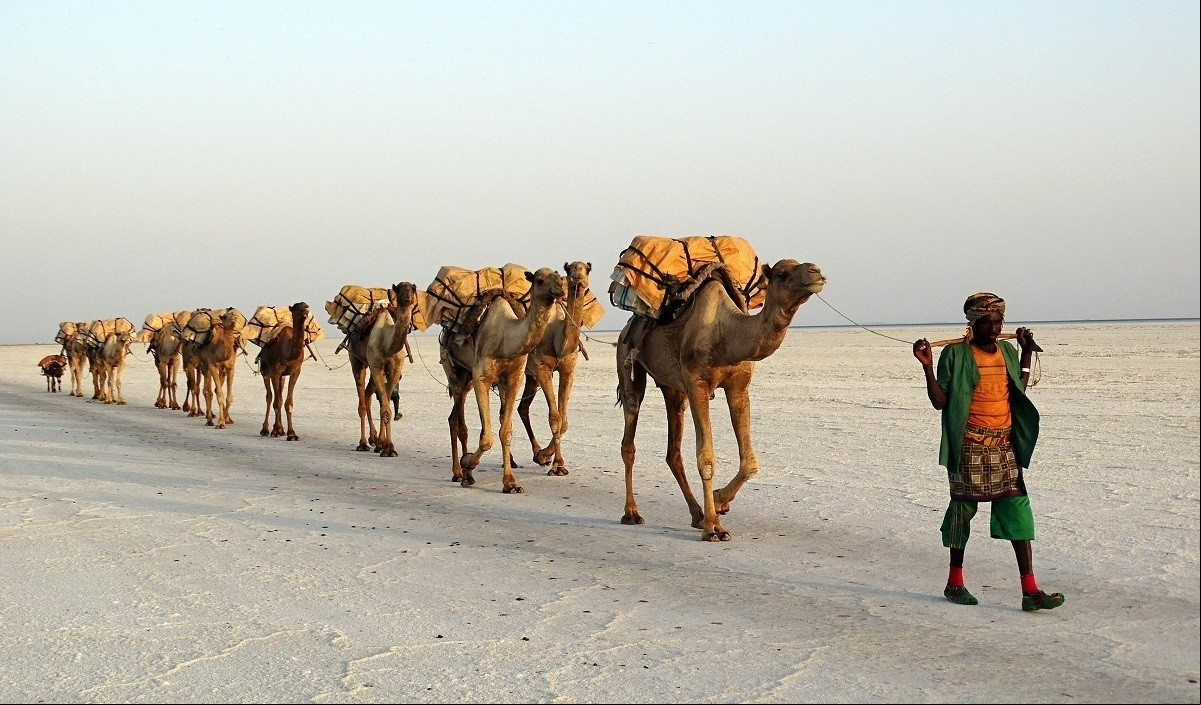 caravana_camellos
