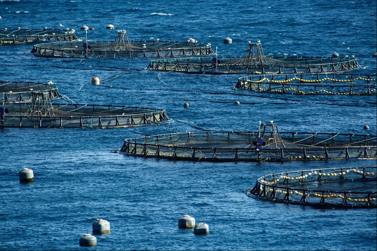 11/6/2024. Roquetas de Mar, Almería, Andalucía, España.

Greenpeace visita las piscifactorías de Roquetas de Mar en Almería para comprobar el impacto de las macrogranjas marinas en la biodiversidad de la zona y para pedir el fin de las prácticas destructivas y exigir la protección de los océanos.
©Greenpeace/Joan Costa